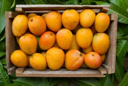 typesofmangoesinindiamidday_d