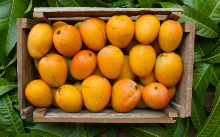 typesofmangoesinindiamidday_d